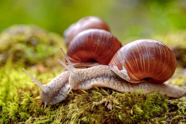 Helix pomatia ayrıca Romalı salyangoz, Burgundy salyangozu, yenilebilir salyangoz veya salyangoz, Helicidae familyasından bir karasal pulmonat yumuşakçasıdır..