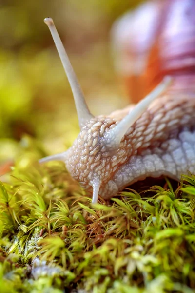 라티아 Helix Pomatia 달팽이 부르고뉴 달팽이 달팽이 에스카르고 Escargot 수있고 — 스톡 사진