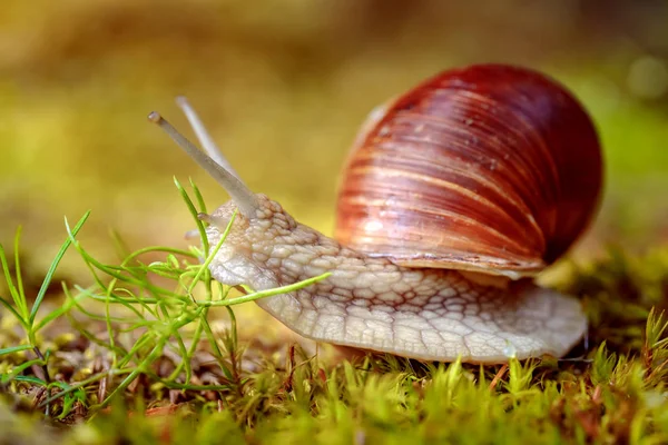 石榴属 Helix Pomatia 也是罗马蜗牛 Roman Snail 勃艮第蜗牛 Burgundy Snail 可食蜗牛 — 图库照片