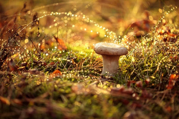 Yağmurda Güneşli Bir Ormanda Mantar Mantarı Boletus Mantar Üreten Bir — Stok fotoğraf