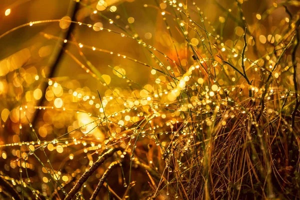 Bulanık Arka Planını Güneşli Orman Yakın Çekim Yaz Yağmuru Soyut — Stok fotoğraf