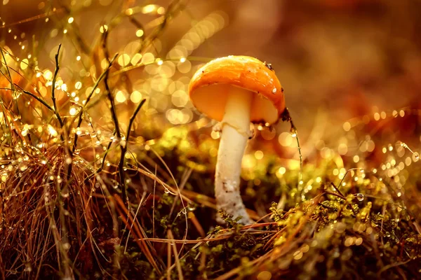 Fly agaric Mushroom In a Sunny forest in the rain. Amanita muscaria, commonly known as the fly agaric or fly amanita, is a basidiomycete mushroom, one of many in the genus Amanita. — Stock Image Fly Agaric Mushroom Sunny Forest Rain Amanita Muscaria Commonly Known Stock Picture