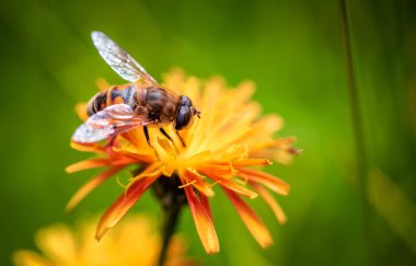 Bee collects nectar from flower crepis alpina clipart