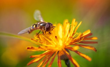 Arı, çiçek Crepis Alpina 'dan nektar toplar.