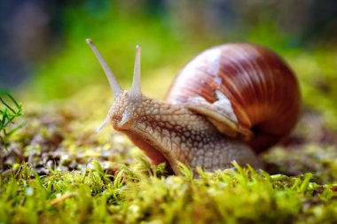 Helix pomatia ayrıca Romalı salyangoz, Burgundy salyangozu, yenilebilir salyangoz veya salyangoz, Helicidae familyasından bir karasal pulmonat yumuşakçasıdır..