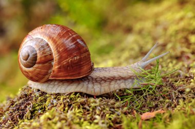 Helix pomatia ayrıca Romalı salyangoz, Burgundy salyangozu, yenilebilir salyangoz veya salyangoz, Helicidae familyasından bir karasal pulmonat yumuşakçasıdır..