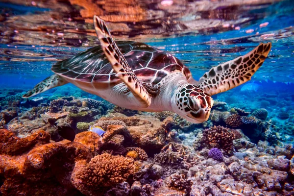 Zeeschildpad Zwemt Onder Water Achtergrond Van Koraalriffen Maldiven Indische Oceaan — Stockfoto