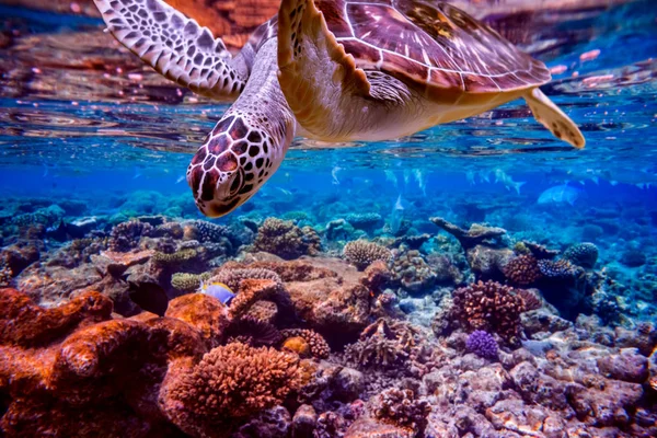 海龟在珊瑚礁的背景下在水中游泳 马尔代夫印度洋珊瑚礁 — 图库照片
