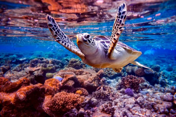ウミガメは サンゴ礁の背景に水の下で泳ぐ モルディブ インド洋のサンゴ礁 — ストック写真