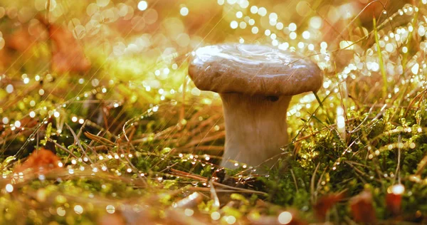 Yağmurda Güneşli Bir Ormanda Mantar Mantarı Boletus Mantar Üreten Bir — Stok fotoğraf