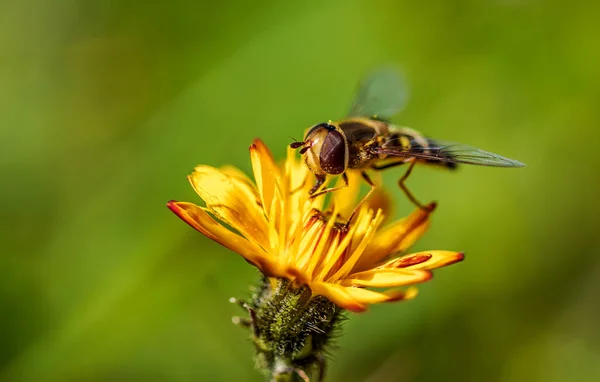 Бджола Збирає Нектар Альпійської Квітки — стокове фото
