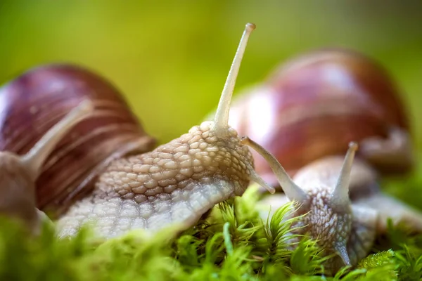 Helix Pomatia Uma Espécie Gastrópode Família Helicidae Pertencente Família Helicidae — Fotografia de Stock