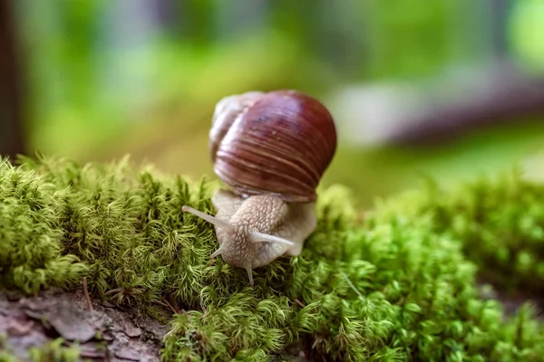 Helix Pomatia Uma Espécie Gastrópode Família Helicidae Pertencente Família Helicidae — Fotografia de Stock