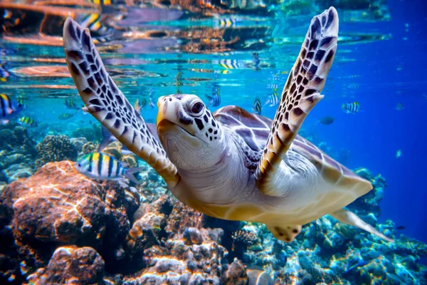 Deniz Kaplumbağası Altında Mercan Resifleri Arka Plan Üzerinde Yüzüyor Maldivler — Stok fotoğraf
