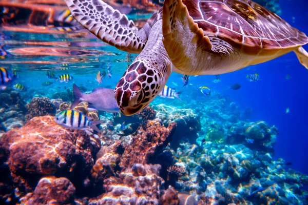 Sea Turtle Swims Water Background Coral Reefs Maldives Indian Ocean — Stock Photo, Image