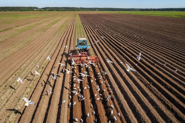 Сельскохозяйственные Работы Тракторном Земледельце Сеют Зерно Голодные Птицы Летят Трактором — стоковое фото