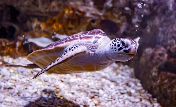 Sea Turtle Swims Water — Stock Photo, Image