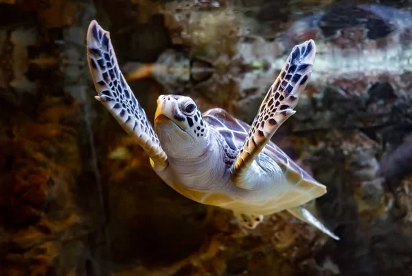 Tartaruga Marinha Nada Debaixo Água — Fotografia de Stock