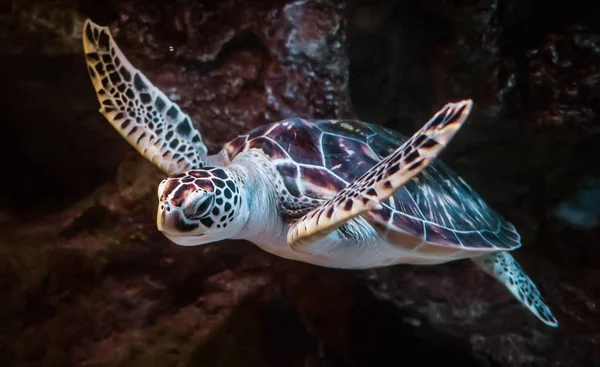 Морская Черепаха Плавает Водой — стоковое фото