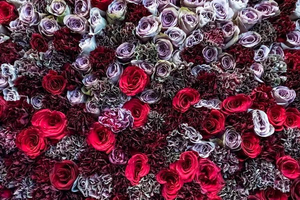 Természetes Rózsák Háttér Közelkép — Stock Fotó