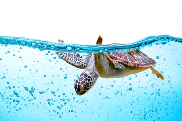 Meeresschildkröte Schwimmt Isoliert Auf Weißem Grund Unter Wasser — Stockfoto