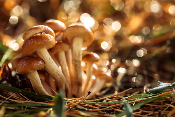 Armillaria Mushrooms of honey agaric In a Sunny forest in the rain. Honey Fungus are regarded in Ukraine, Russia, Poland, Germany and other European countries as one of the best wild mushrooms. — Stock Image Armillaria Mushrooms Honey Agaric Sunny Forest Rain Honey Fungus Regarded Stock Photo