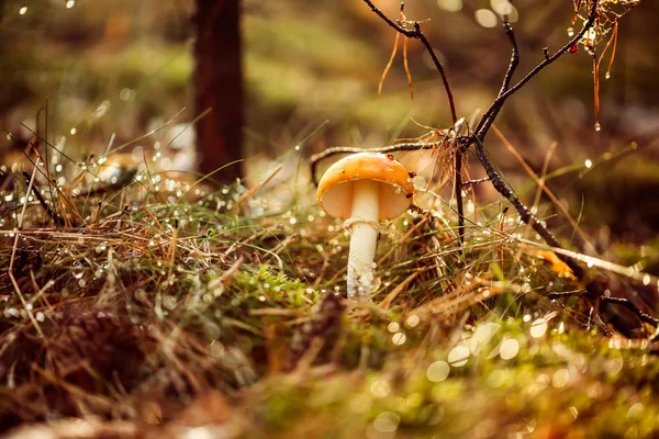 Fly agaric Mushroom In a Sunny forest in the rain. Amanita muscaria, commonly known as the fly agaric or fly amanita, is a basidiomycete mushroom, one of many in the genus Amanita. — Stock Image Fly Agaric Mushroom Sunny Forest Rain Amanita Muscaria Commonly Known Stock Picture