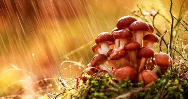 Armillaria Mushrooms of honey agaric In a Sunny forest in the rain. Honey Fungus are regarded in Ukraine, Russia, Poland, Germany and other European countries as one of the best wild mushrooms. — Stock Image Armillaria Mushrooms Honey Agaric Sunny Forest Rain Honey Fungus Regarded Stock Image