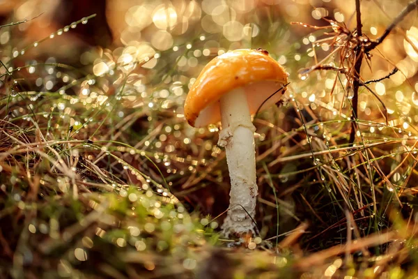 Fly Agaric Paddenstoel Een Zonnig Bos Regen Amanita Muscaria Algemeen — Stockfoto