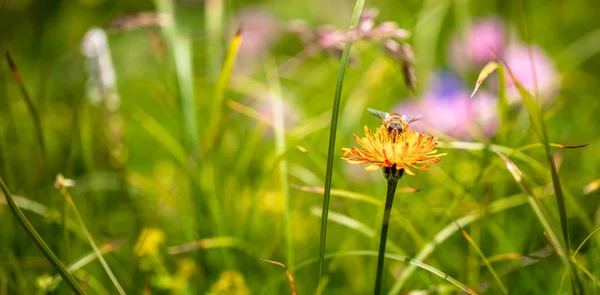 Pszczoła Zbiera Nektar Alpiny Crepis Kwiat — Zdjęcie stockowe