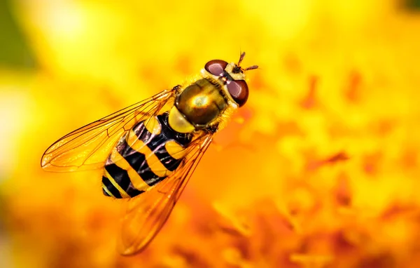 Abeja Recoge Néctar Flor Crepis Alpina —  Fotos de Stock