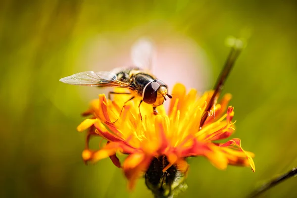 Méhecske Gyűjti Nektár Virág Crepis Alpina — Stock Fotó