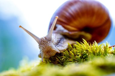 Helix pomatia ayrıca Roma salyangozu, Burgundy salyangozu