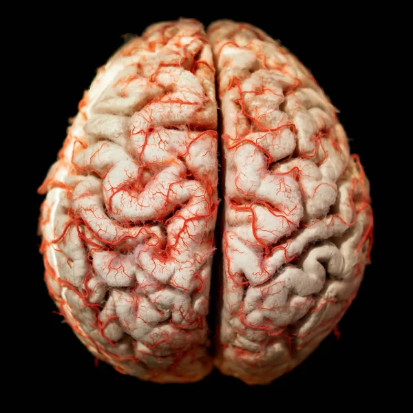 Human brain closeup — Stock Photo, Image