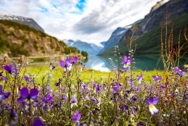 Lovatnet lago Hermosa naturaleza Noruega . — Foto de Stock