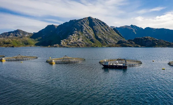 Pesca de salmón de granja en Noruega —  Fotos de Stock