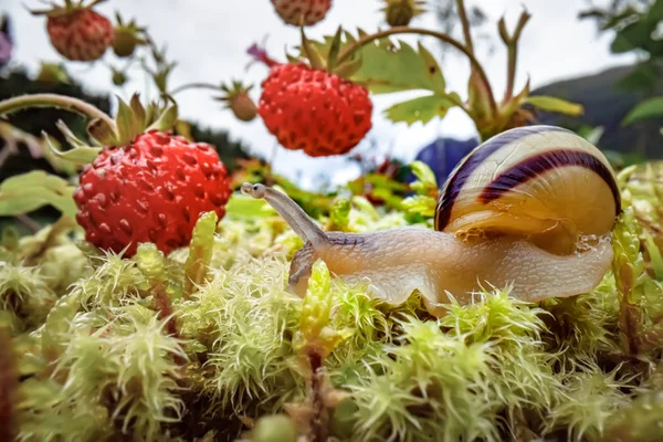 Snigel närbild, tittar på de röda jordgubbarna — Stockfoto