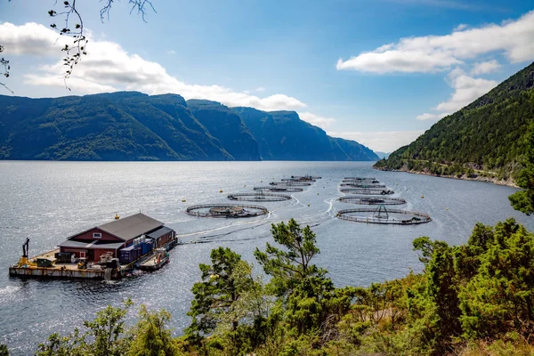Farm lax fiske i Norge — Stockfoto
