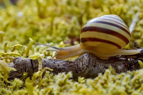 Caracol lentamente rastejando ao longo super macro close-up — Fotografia de Stock