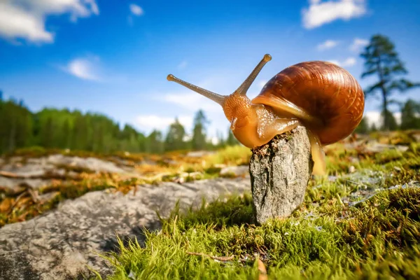 Caracol lentamente rastejando ao longo super macro close-up — Fotografia de Stock