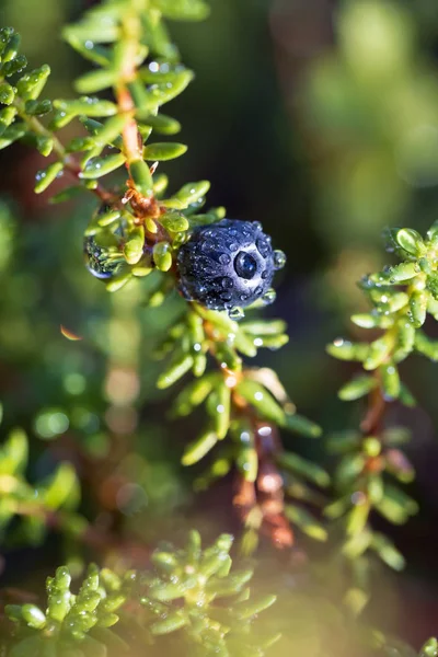 阿拉斯加西部的Empetrum nigrum, crowberry, black crowberry, in Western Alaska, — 图库照片