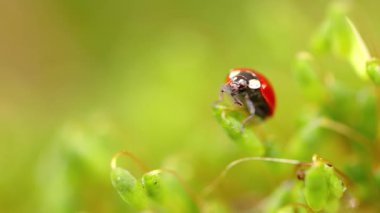 Ormandaki yeşil çimlerde bir uğur böceğinin yakın çekim vahşi yaşamı.