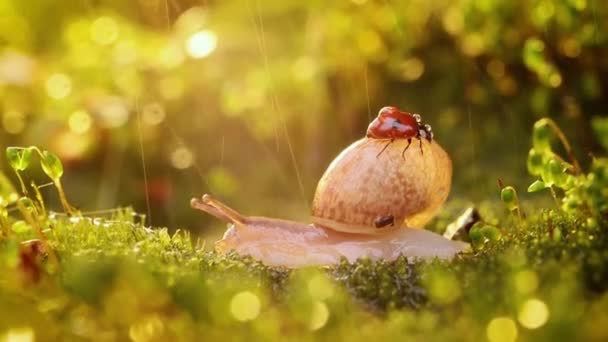 Egy csiga és katicabogár közeli élővilága a naplemente napsugarában. — Stock videók
