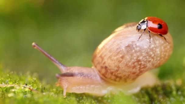 Vida silvestre de cerca de un caracol y una mariquita a la luz del sol al atardecer. — Vídeos de Stock