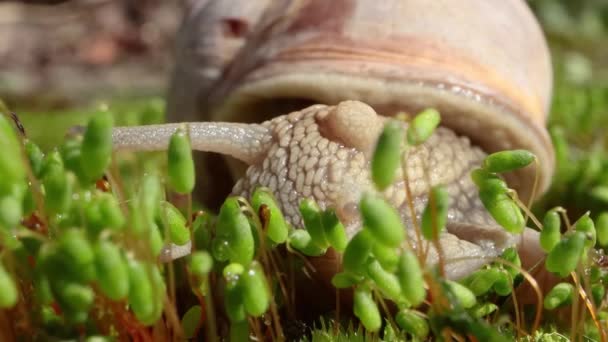 Helix pomatia ook Romeinse slak, Bourgondische slak — Stockvideo