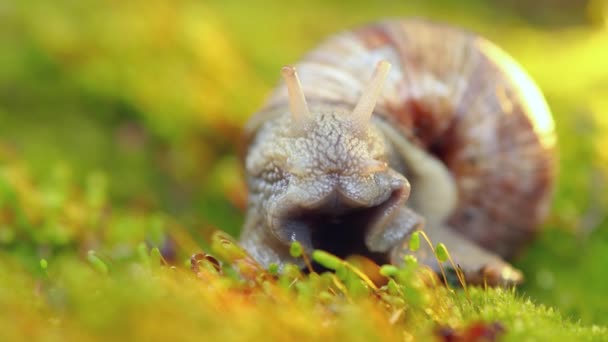 Helix pomatia också romersk snigel, Bourgogne snigel — Stockvideo