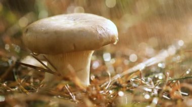 Yağmurda güneşli bir ormanda mantar mantarı. Boletus, mantar üreten bir mantar cinsidir ve 100 'den fazla tür içerir..