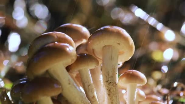 Armillaria Setas de miel agárica En un bosque soleado bajo la lluvia. Hongo Miel son considerados en Ucrania, Rusia, Polonia, Alemania y otros países europeos como uno de los mejores hongos silvestres . — Vídeos de Stock