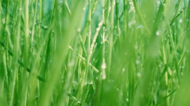 Yeşil çimenler yakın çekim süper makro çekim.