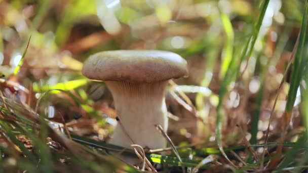 Houba Boletus v slunečném lese. Boletus je rod hub produkujících houby, zahrnující více než 100 druhů. — Stock video